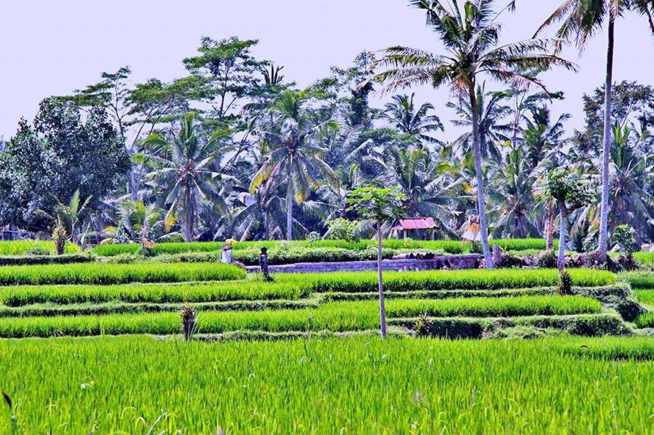 White Villa Ubud Exteriér fotografie